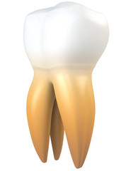 molar single with white background