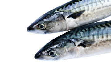 Mackerel