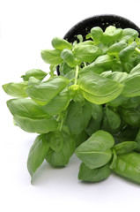 Obraz premium majestic basil