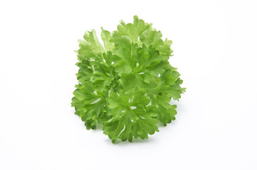 curly leaf parsley