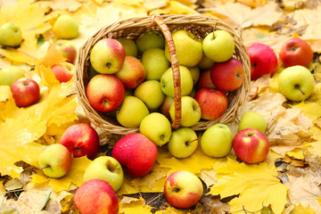 Naklejka na ściany i meble kosz świeżych dojrzałych jabłek w ogrodzie na liści jesienią