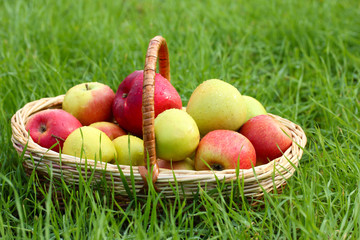 basket of fresh ripe apples in garden on green grass