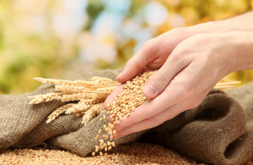 man hands with grain, on green background
