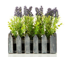 Decorative lavender in wooden box isolated on white