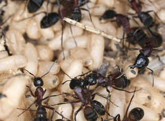 Carpenter ant, Camponotus herculeanus, rescuing egg