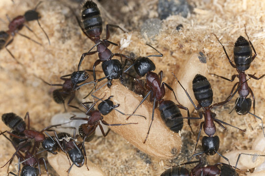 Carpenter ant, Camponotus herculeanus, rescuing egg