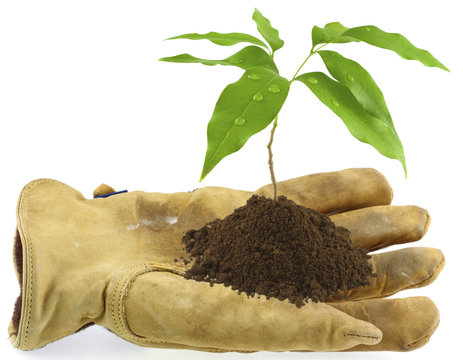 gant de cuir tenant un jeune arbre
