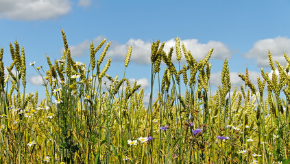 Obraz premium Field of wheat.