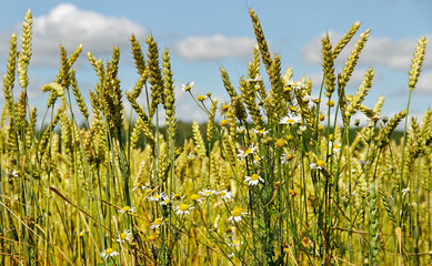 Field of wheat.