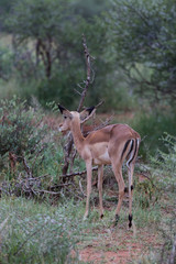 Antilope sauteuse (Springbok) d'Afrique du Sud