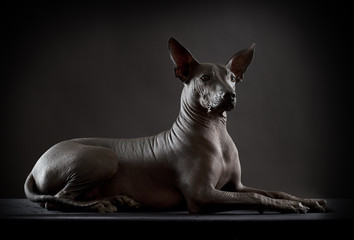 Hairless xoloitzcuintle dog on low key photo