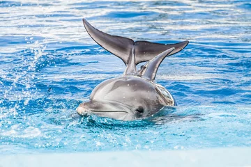 Foto auf Glas Delfine schwimmen im Pool © Curioso.Photography