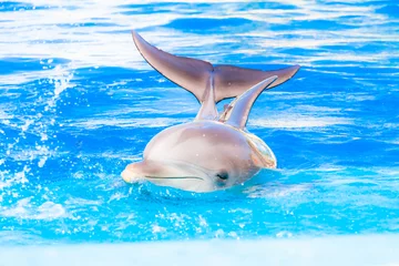 Papier Peint photo autocollant Dauphins Les dauphins nagent dans la piscine