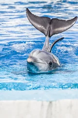 Papier Peint photo autocollant Dauphins Les dauphins nagent dans la piscine