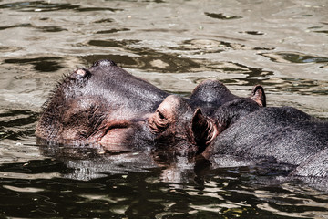 The hippopotamus (Hippopotamus amphibius),