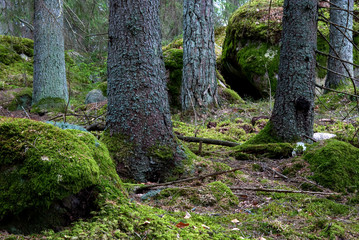 Trunks in mossy forest