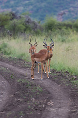 Antilope sauteuse (Springbok) d'Afrique du Sud