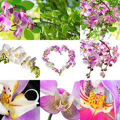 Frühlings-Collage: Frisches Grün und Orchideen