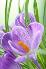 Foto op Plexiglas Krokussen krokus bloem
