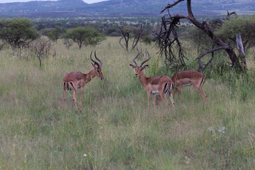 Naklejka na ściany i meble Antilope sauteuse (Springbok) d'Afrique du Sud