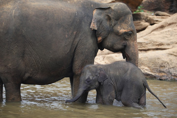 elephant baby and elephant mother, Pinnawala, Sri Lanka, Asia