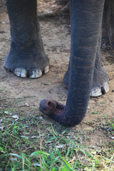 asian elephant trunk detail