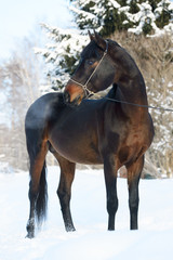 Fototapeta na wymiar Bay horse portrait in winter