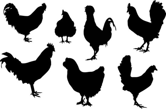 seven black roosters isolated on white