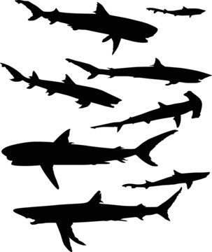 set of sharks isolated on white