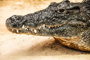Closeup of an adult male caiman