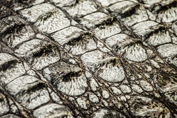 Closeup of an adult male caiman