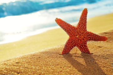 Fototapeta na wymiar seastar na piasku plaży