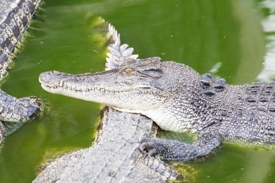 crocodile in green pond