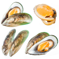 Set of Mussel isolated on white. Collection © Tim UR