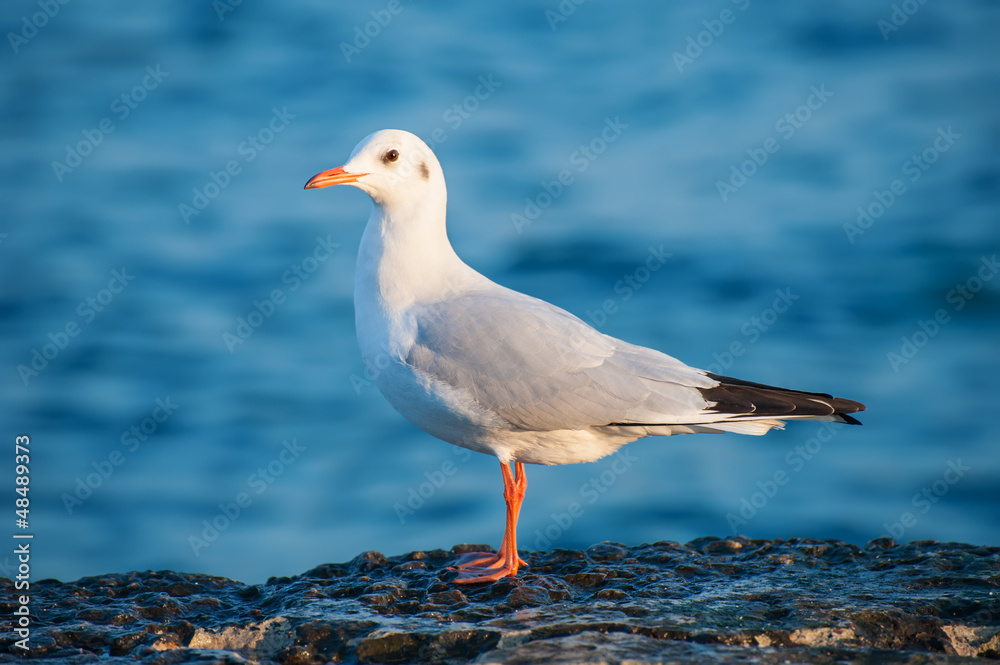 Wall mural one seagull side view