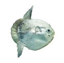 Ocean sunfish (Mola mola) in captivity - obrazy, fototapety, plakaty