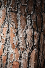 wood bark as perfect background
