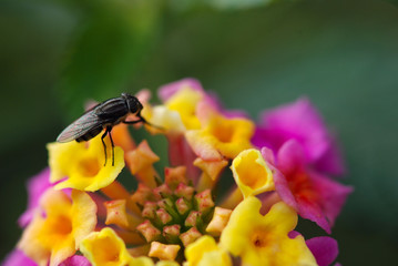 MOSCA EN FLOR DE LANTANA CAMARA