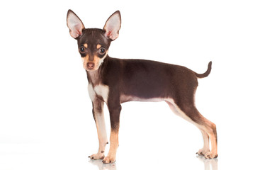 Obraz premium small puppy standing alone