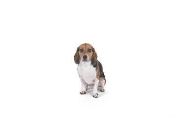 Beagle on white background