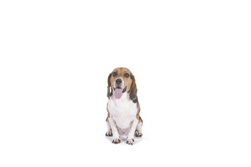 Beagle on white background