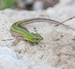 green lizard in the nature
