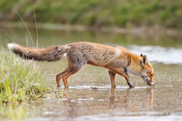 a red fox in the water