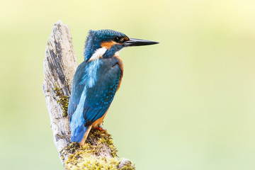 a kingfisher on a stick