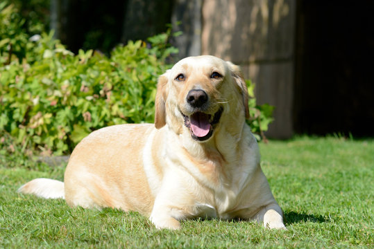 Labrador