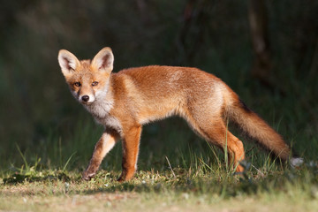 red fox cub