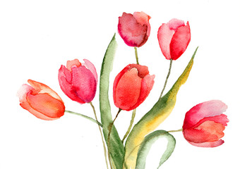 Beautiful Tulips flowers - 48495999