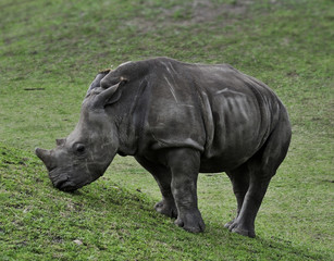 Baby White Rhino