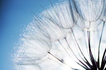 abstract dandelion flower background, closeup with soft focus