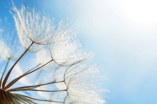 abstract dandelion flower background, closeup with soft focus